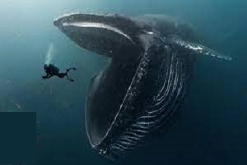 Kisah Nabi Yunus A.S.: Doa Dalam Perut Ikan dan Keampunan Allah
