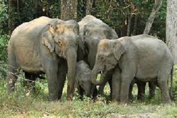 Pengajaran daripada Kisah Gajah dalam Al-Quran: Kejadian yang Mencabar Kekuatan Manusia